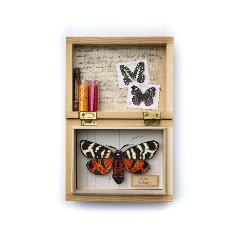 Image of Papillons - "Arctia festiva en rouge et jaune" - 12 x 17,5 cm