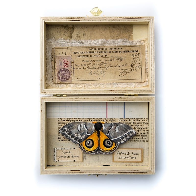 Image of Papillons - "Automeris banus" - 15 x 21 cm