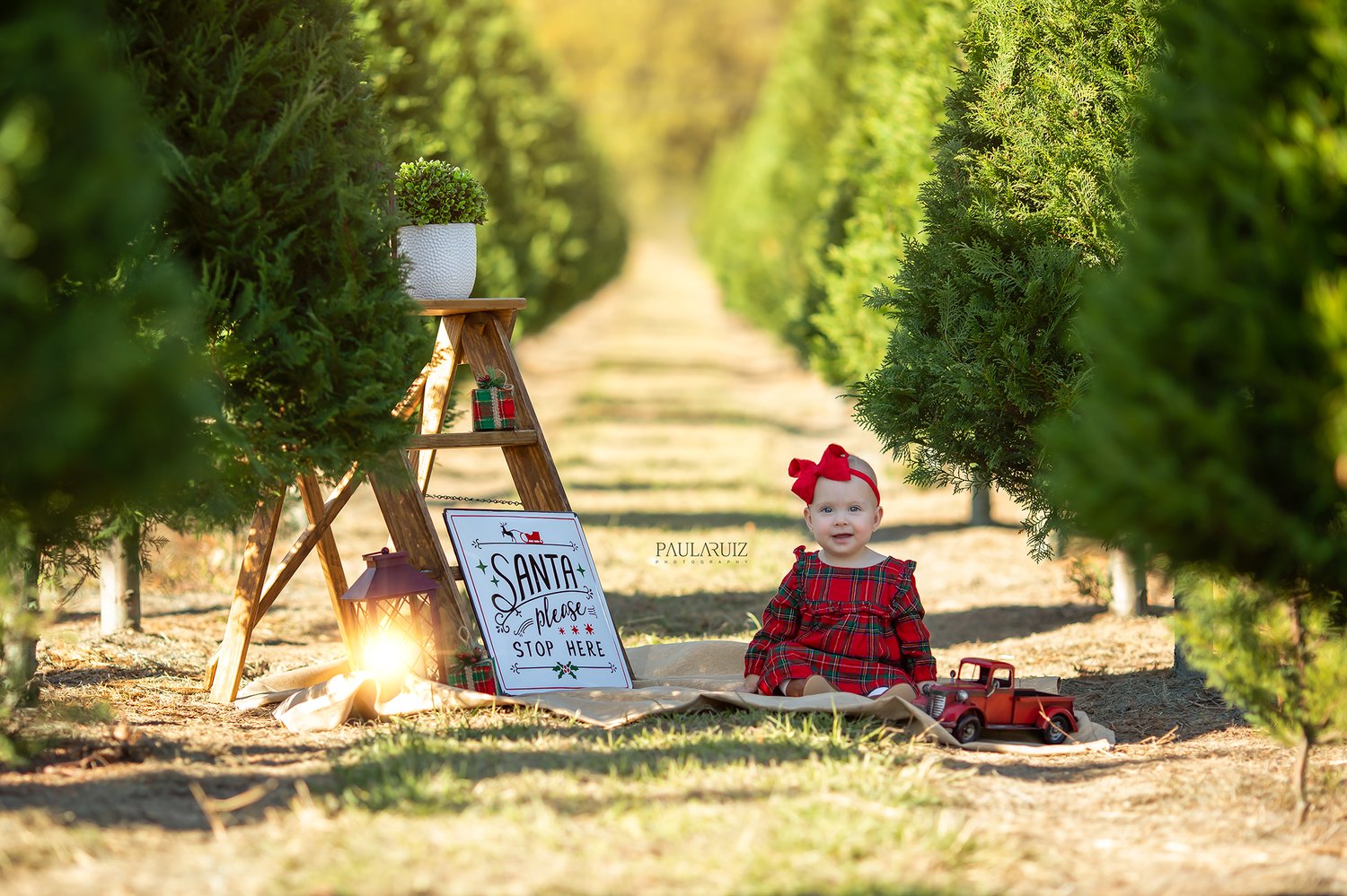 Image of Christmas Mini Sessions -  Tree Farm - 