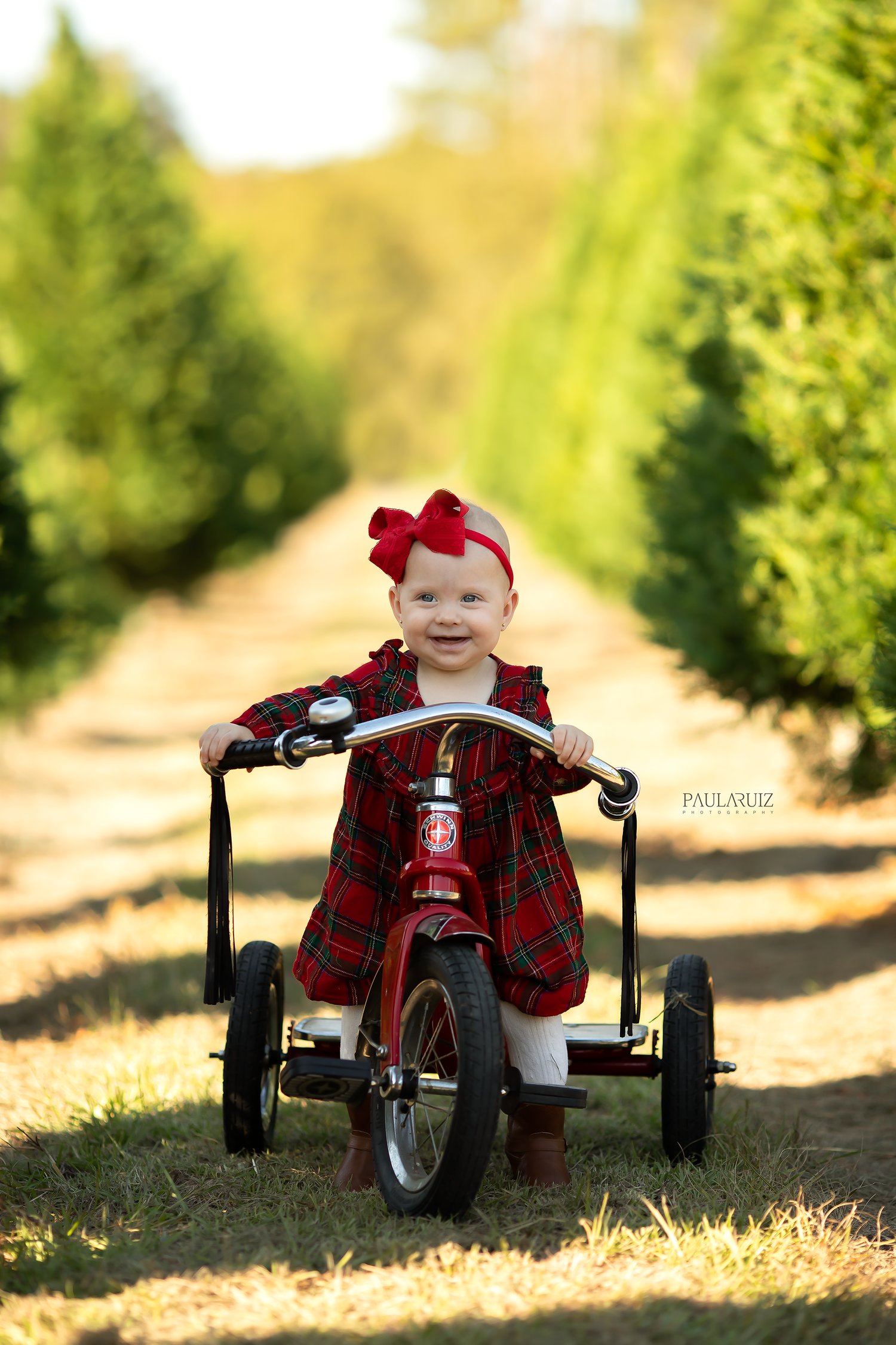 Image of Christmas Mini Sessions -  Tree Farm - 