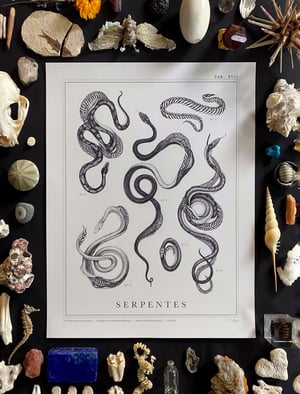 Serpentes Print