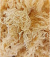 Gold Sea Moss