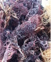 Purple Sea Moss