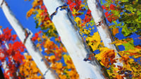 Image 4 of - Autumn Colours -