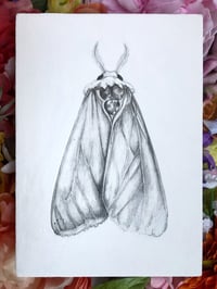 White moth - Original 