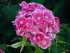 Flower Photo Prints
