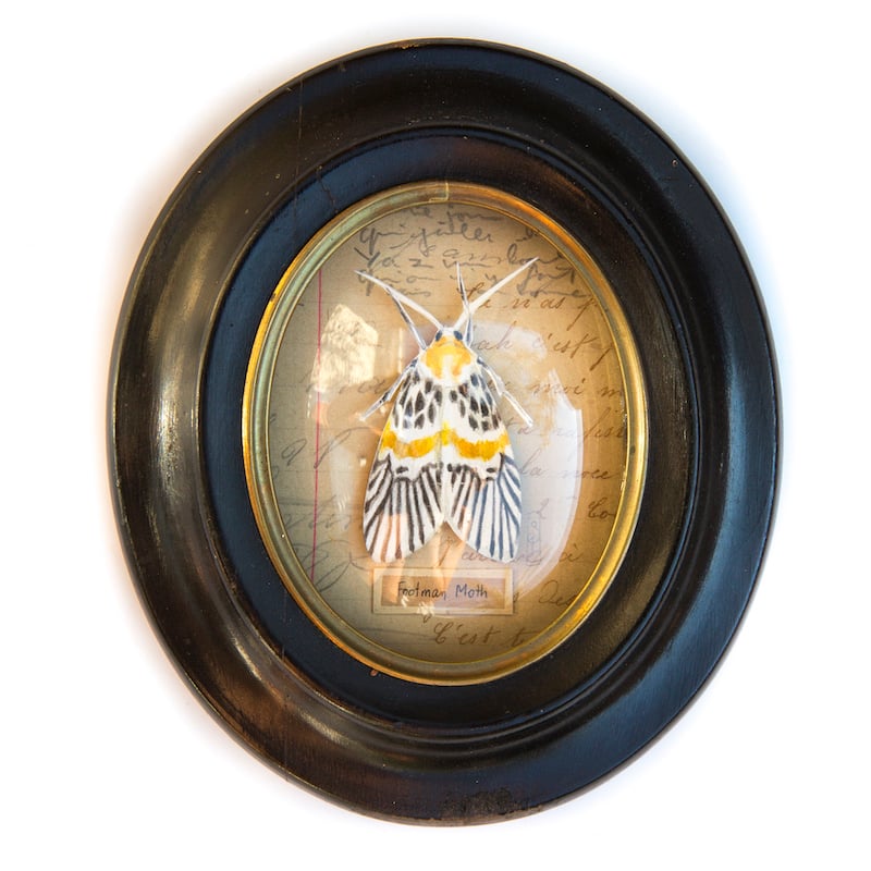 Image of Papillon - "Footman Moth" - 7,5 x 9 cm