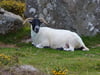 Dartmoor Sheep Photo Prints