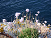 Flowers by the Sea Photo Prints