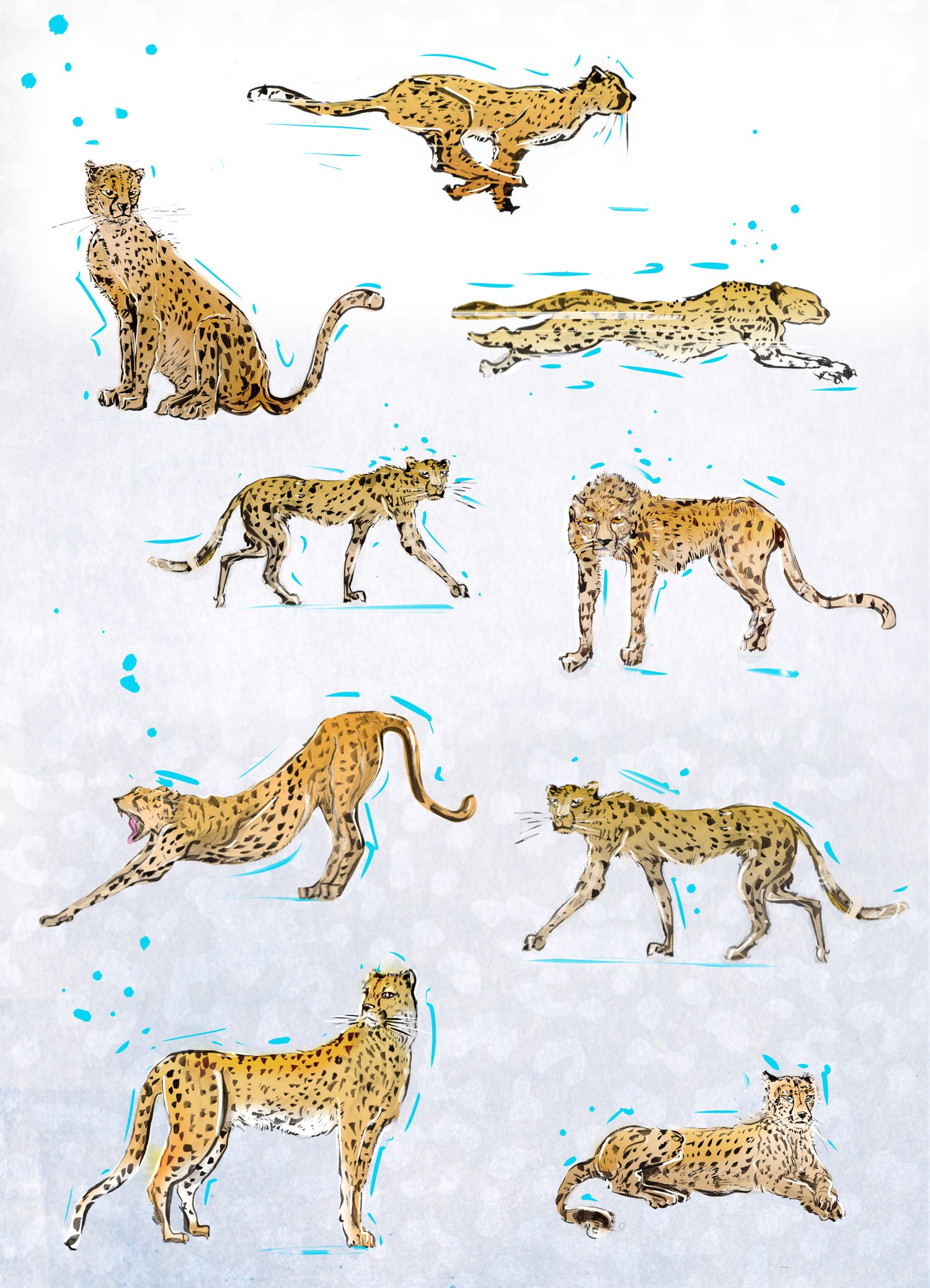 Cheetah Print  Lewis Campbell - Art Prints and Paintings