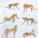 Cheetah Print