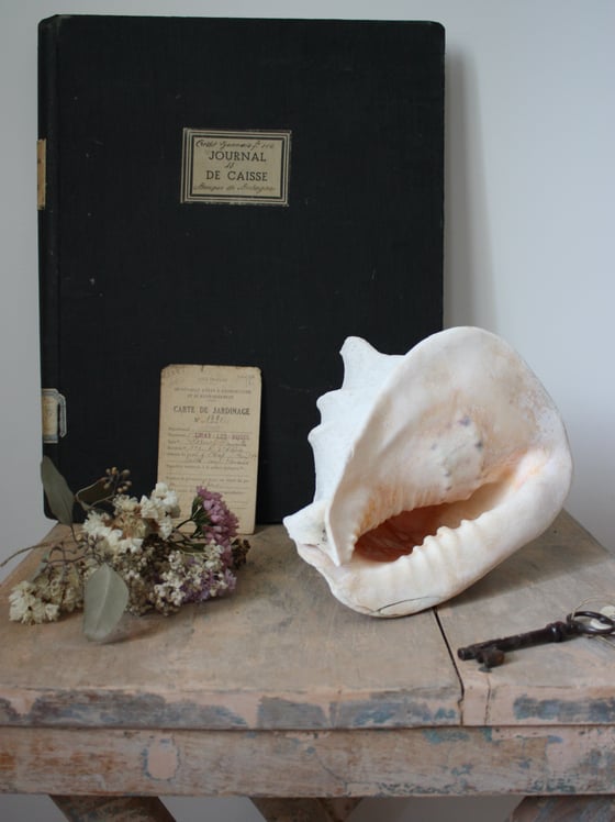 Image of Gros coquillage.