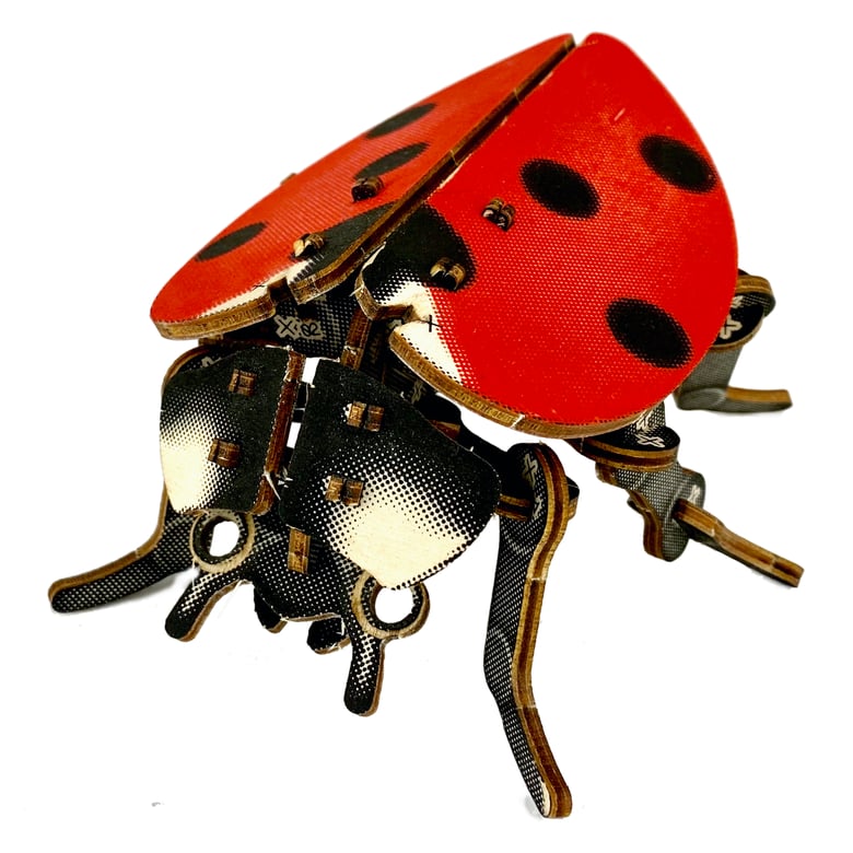 Image of JCR ARTHROPODA : LADYBUG