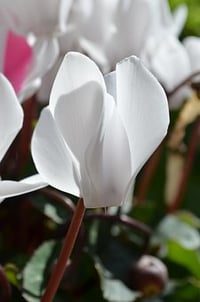 Cyclamen hederifolium 'Alba'