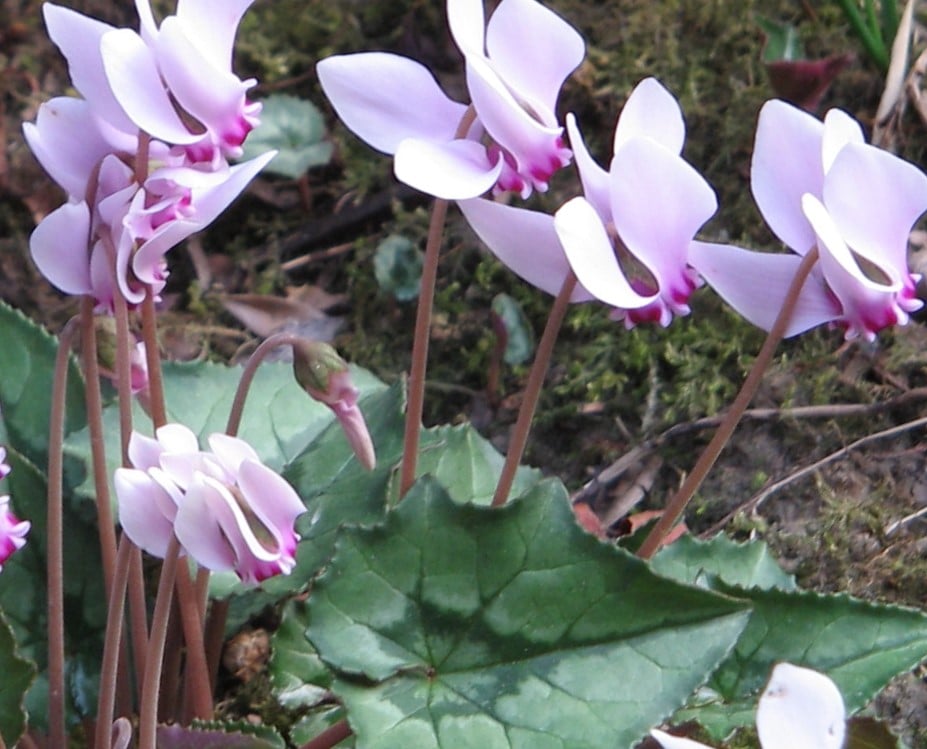 Image of Cyclamen hederifolium (Pink)