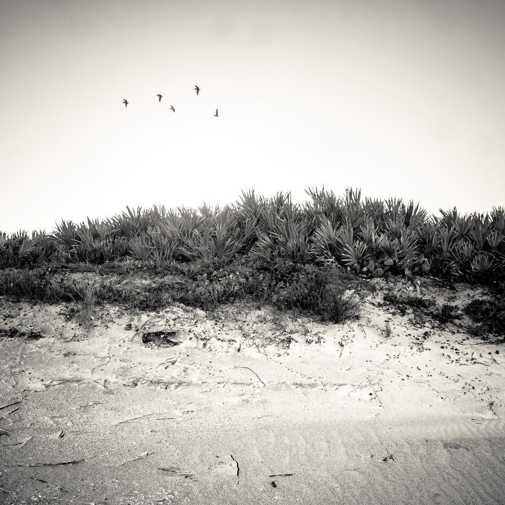 Image of Coastal Dunes 9440