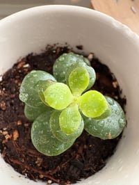 Image 4 of Jade Plant in Strawberry Mug