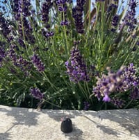 Image 8 of Worry Beans: Flutter-byes