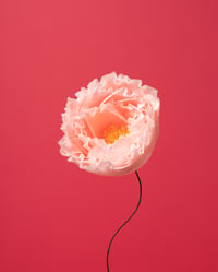 Image 4 of Paper Peony Kit  