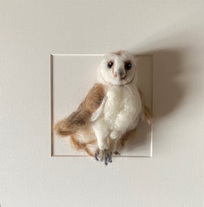 Image of Darcy Barn Owl