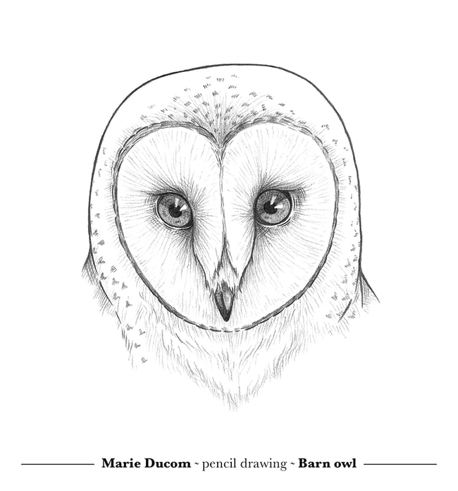 owl drawing black and white simple