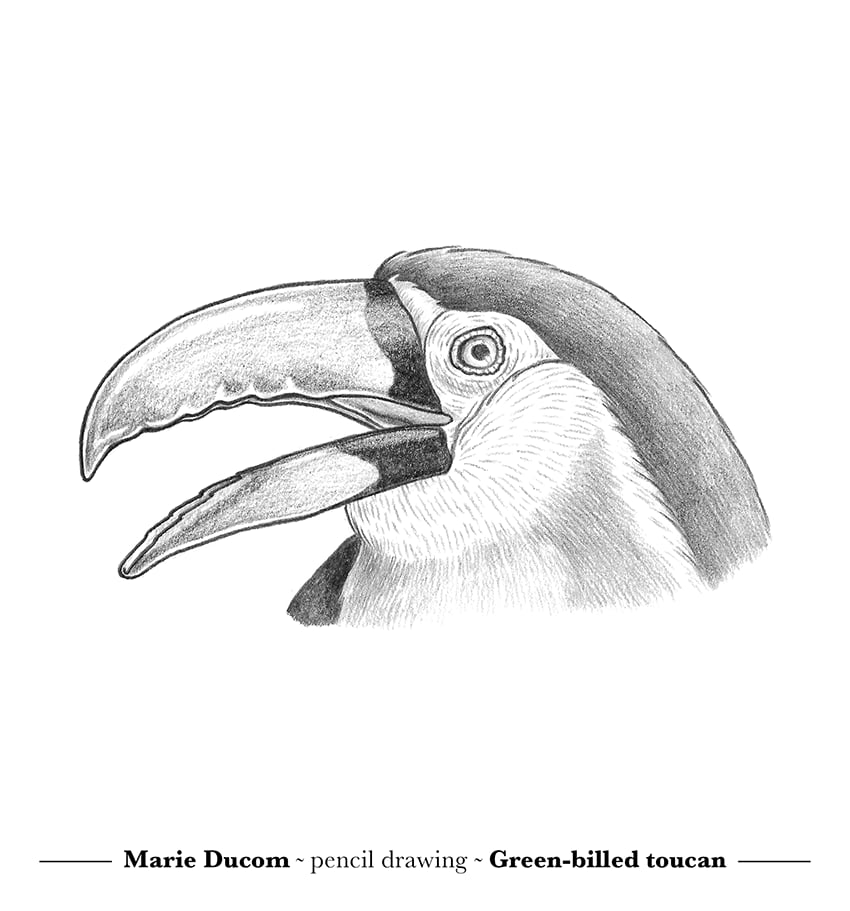 Image of Toucan  Original Drawing