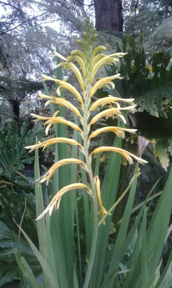 Image of Chasmanthe floribunda Duckittii (Yellow) 