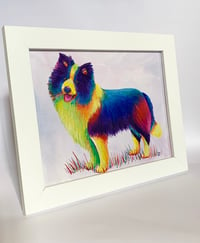 Image 2 of Rainbow Border Collie