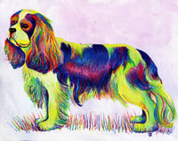 Image 1 of Rainbow King Charles Spaniel