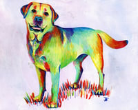 Image 1 of Rainbow Labrador