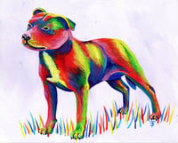 Image 1 of Rainbow Staffie