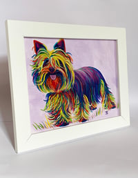 Image 2 of Rainbow Yorkshire Terrier