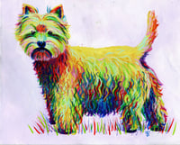 Image 1 of Rainbow Westie