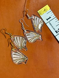 Image 2 of African Map Hindwings