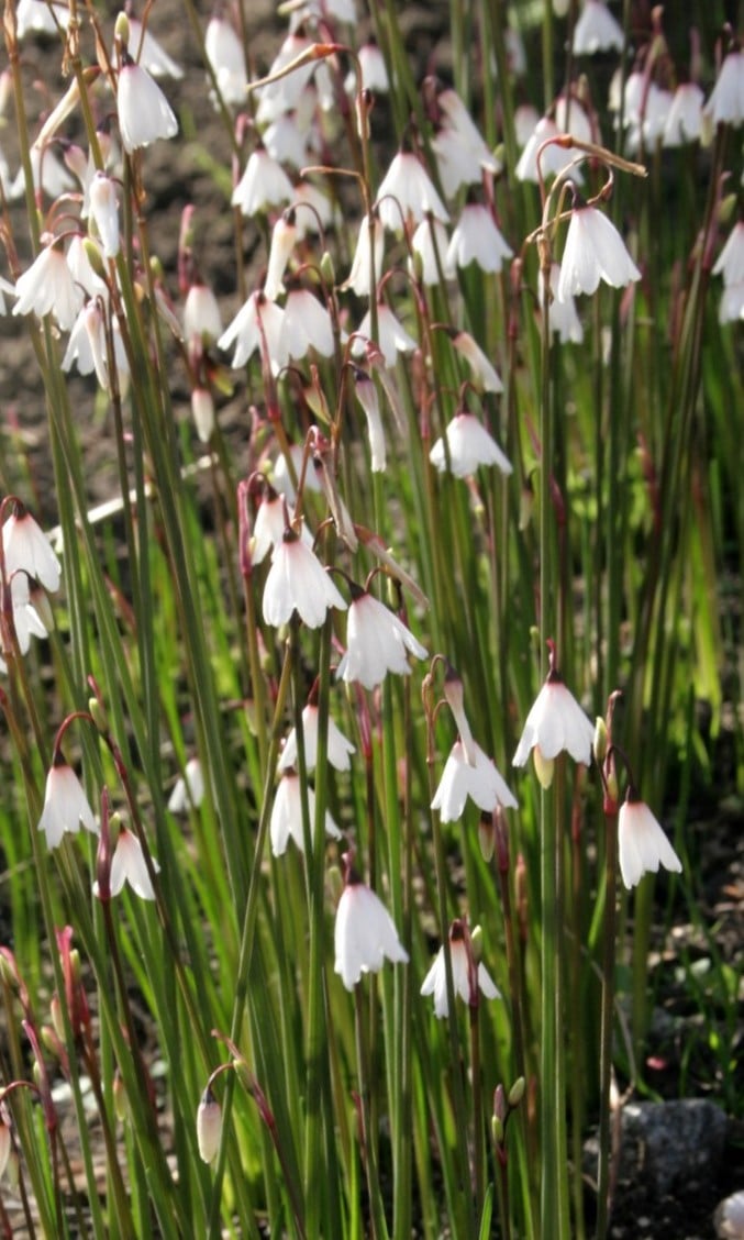 Image of Acis autumnalis (Leucojum autumnalis)