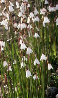 Acis autumnalis (Leucojum autumnalis)