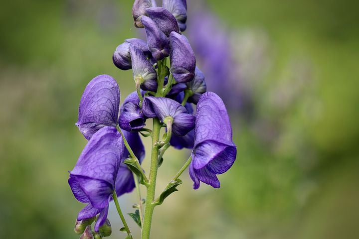 Image of Aconitum napellus (Monkshood)