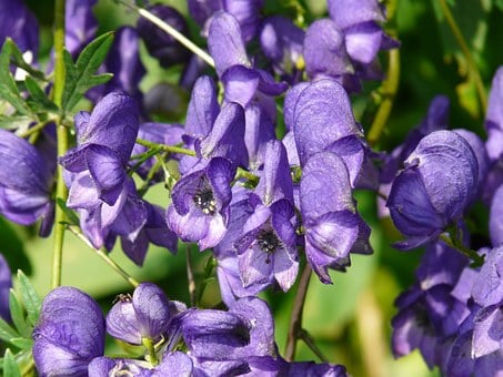 Image of Aconitum napellus (Monkshood)