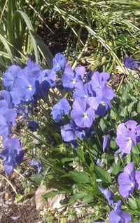 Viola (Perennial)