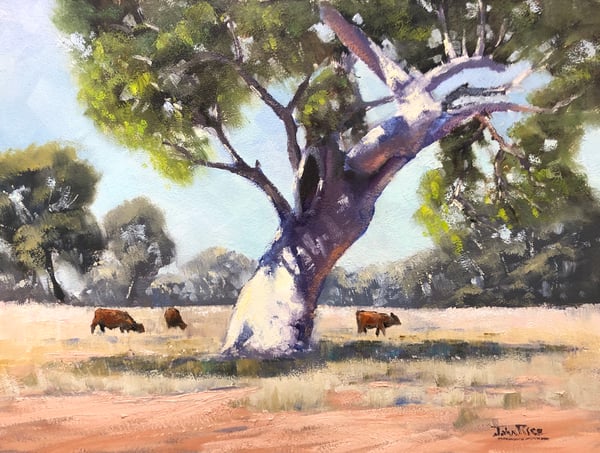 Image of White Gum At Mary River