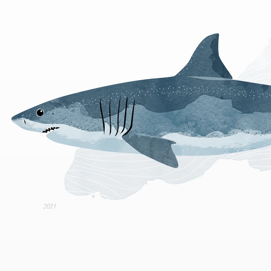 Print: Shark