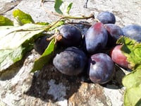 Image 4 of Apple & Damson Jam