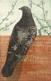 Pigeon looking left, II