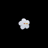 Image 1 of White glow-in-the-dark hibiscus 