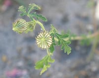 Image 3 of Hibiscus trionum (New Zealand Hibiscus)
