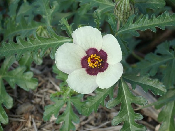 Image of Hibiscus trionum (New Zealand Hibiscus)