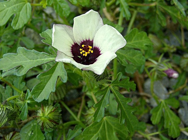 Image of Hibiscus trionum (New Zealand Hibiscus)