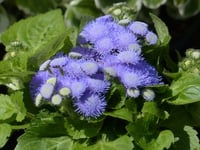 Ageratum houstonianum 'Blue Horizon' (Floss Flower 'Blue Horizon')