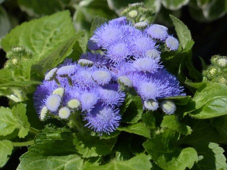 Image of Ageratum houstonianum 'Blue Horizon' (Floss Flower 'Blue Horizon')