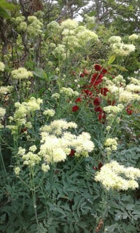Thalictrum flavum subsp. glaucum (Yellow Meadow Rue)